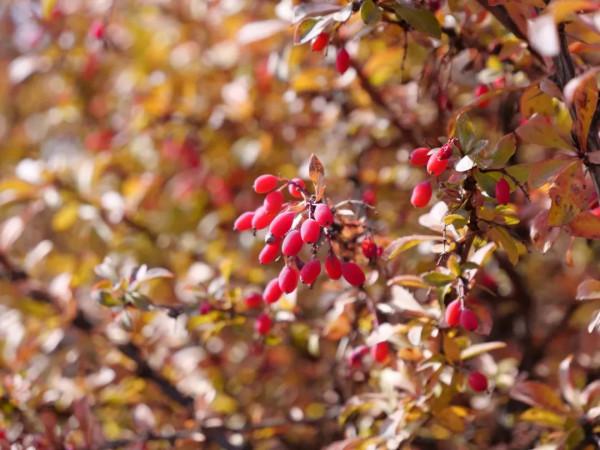 山丹:“沙棘果果”醉深秋 山丹:“沙棘果果”醉深秋