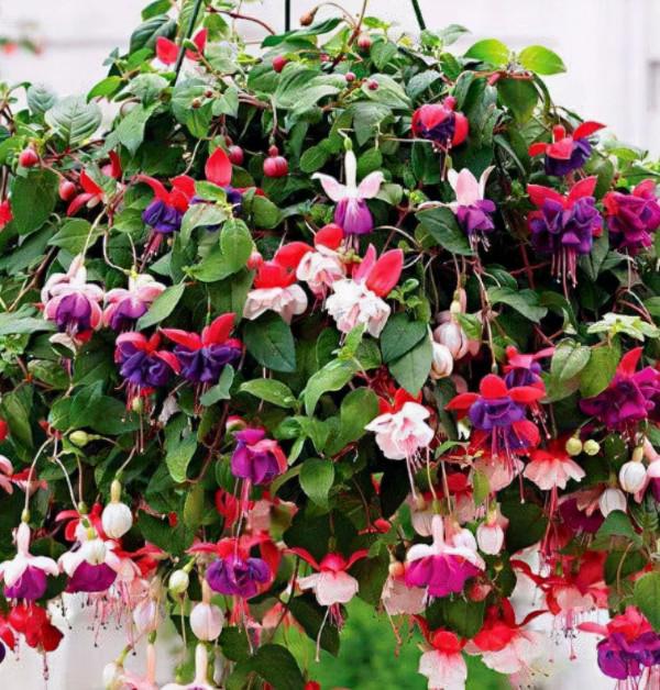 家裡光線差，就養17種“陰性花”，漂亮有格調，貴氣又吉利