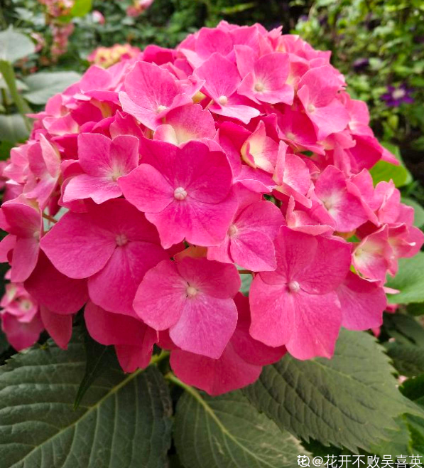 夏天的繡球花，下雨後搬出去，淋雨長更旺