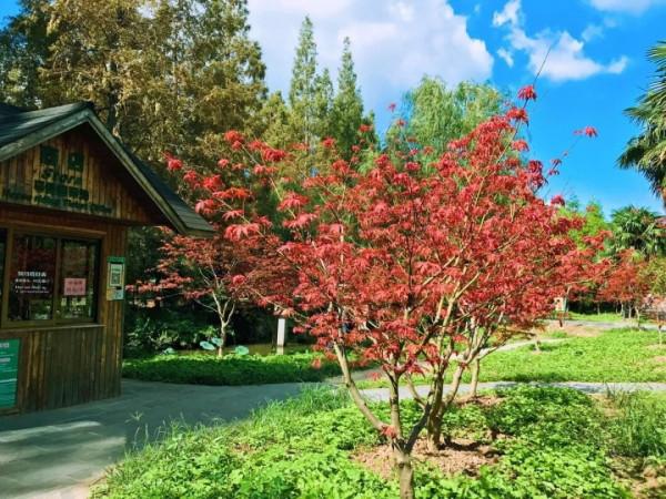 今天，邂逅一場浪漫的崇明“賞葉之旅”
