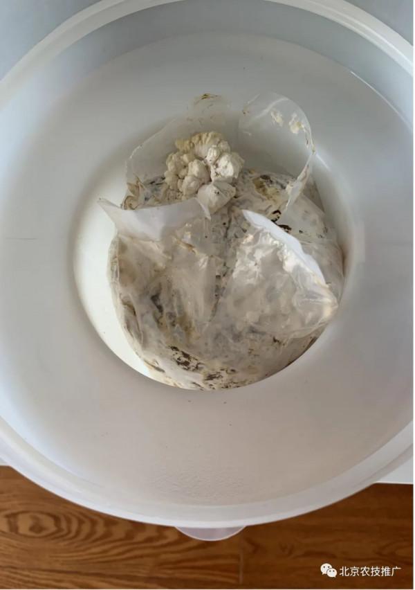 孩子放假了,在家養蘑菇試試? 孩子放假了,在家養蘑菇試試?