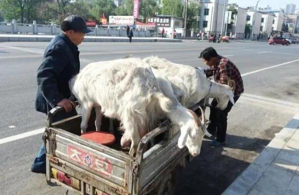 農村老人說“賣羊時千萬別讓羊販子抱羊”,這是為什麼? 農村老人說“賣羊時千萬別讓羊販子抱羊”,這是為什麼?