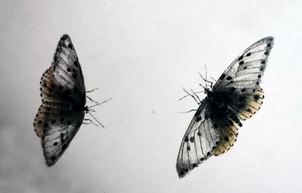 齊白石筆下的飛蟲,精細之極 齊白石筆下的飛蟲,精細之極