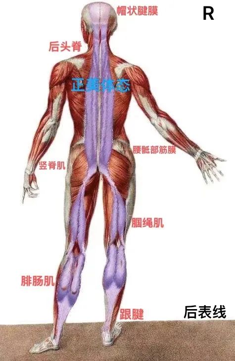 同在一張臉上兩隻眼睛高度卻不同呢? 同在一張臉上兩隻眼睛高度卻不同呢?