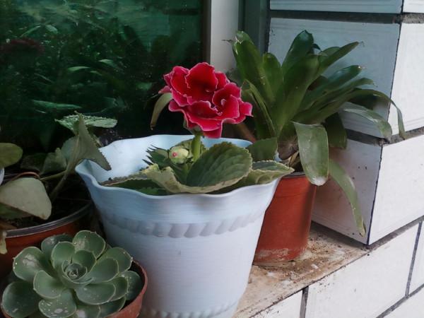 這6種花超耐陰,但凡有一丁點散射光,迅速爆滿一屋子,美死了 這6種花超耐陰,但凡有一丁點散射光,迅速爆滿一屋子,美死了