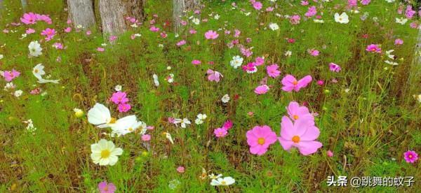 北京世園公園去了N多次還想去，我不會有問題吧？