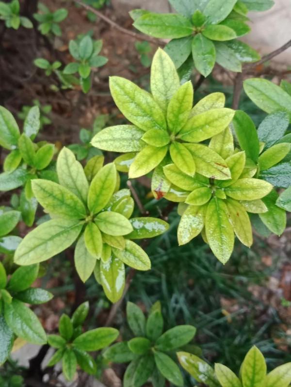 這可以說是真正的輕而易舉了 這可以說是真正的輕而易舉了