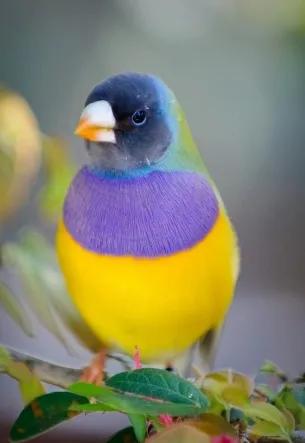 分享圖片：精美絕倫的鳥兒。顏色鮮豔，姿態優美，太招人喜歡了