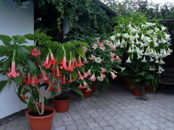 6種&OpenCurlyDoubleQuote;大毒花&rdquo;，春天正開花，看見離遠點，避免中毒