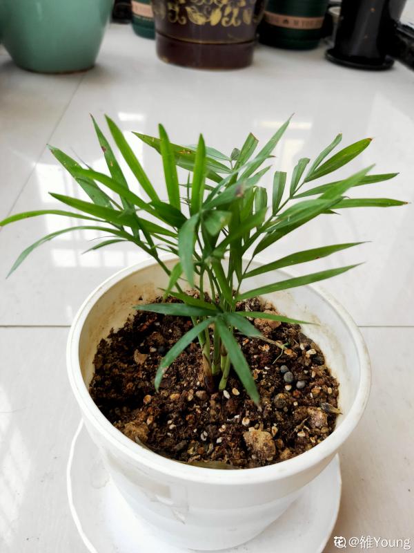 家裡光照不夠，養3種喜陰植物，耐陰好養活