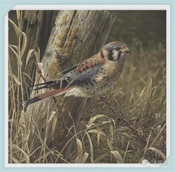 加拿大繪畫:野生動物的描繪 加拿大繪畫:野生動物的描繪