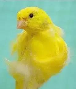 分享圖片&mdash;&mdash;美麗的金絲雀集錦