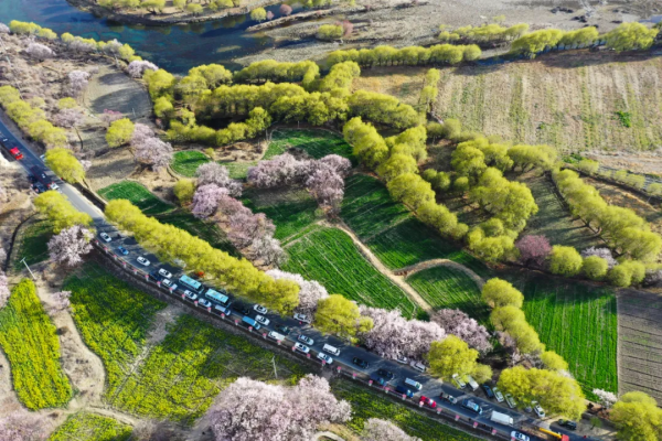 川藏南北線看花，追逐中國最美的春天