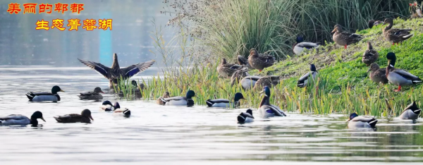 嘎嘎~走！去菁蓉湖看元氣滿滿鴨