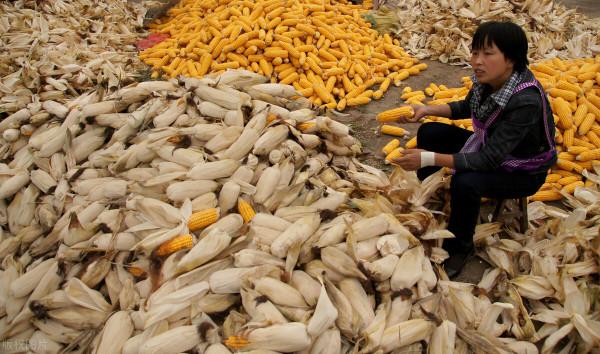 妙手回村的故事：王乾孃抓勞力