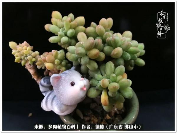 廣東的多肉陽臺:生命不息,折騰不止 廣東的多肉陽臺:生命不息,折騰不止