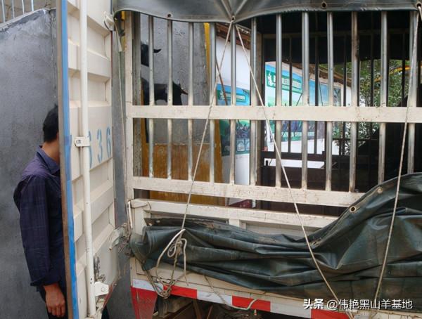 新引入黑山羊，有一個圈養過度的好方法