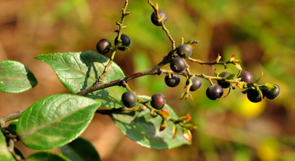 小時候常採的這種果實-南燭子