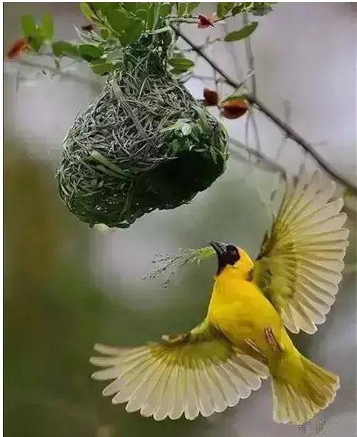 分享圖片：精美絕倫的鳥兒。顏色鮮豔，姿態優美，太招人喜歡了
