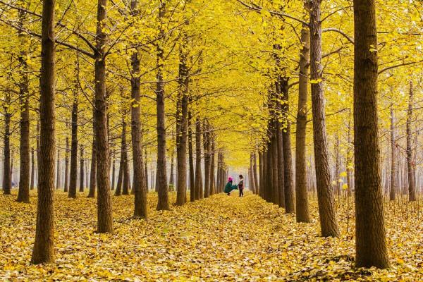 每年銀杏飄落時，我總會想起那個從遠方寄來落葉的女孩
