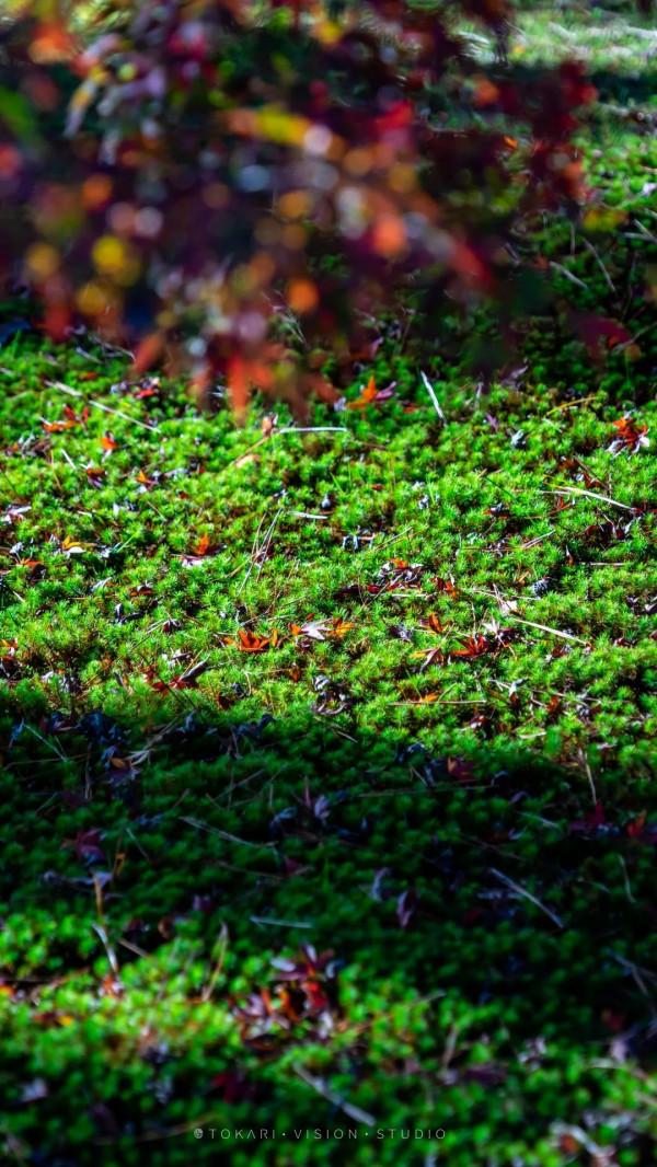 逛逛日本 &vert; 一券在手 遊走日本升龍道夢之旅