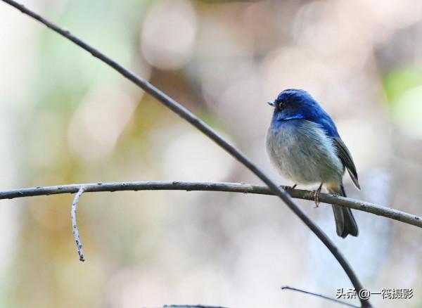 校園候鳥季之——高畫質唯美的小仙鶲
