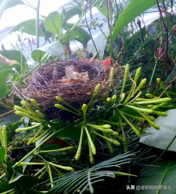 分享——鳥類築巢