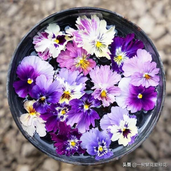 有沒被自制花肥臭懵過,這8種自制肥別亂做,踩過的坑、流過的淚 有沒被自制花肥臭懵過,這8種自制肥別亂做,踩過的坑、流過的淚