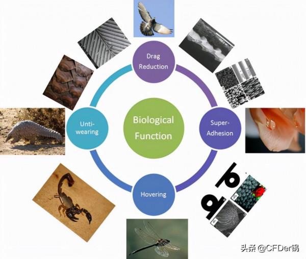 基於仿生表面的邊界層減阻研究假設及最新應用 基於仿生表面的邊界層減阻研究假設及最新應用