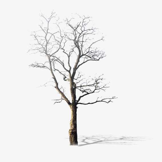 枯與榮，任他說