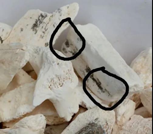 每天學習一味中藥&mdash;&mdash;龍骨