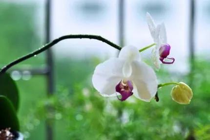 分享——高雅多姿的蝴蝶蘭