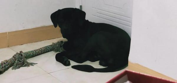 #養一條拉布拉多是種什麼體驗？#