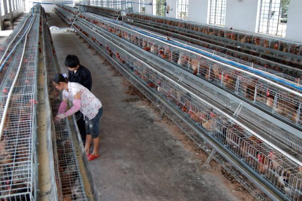 廣東大叔巧用椰子養雞,雞“瘦身苗條”面板白,年銷1000多萬元 廣東大叔巧用椰子養雞,雞“瘦身苗條”面板白,年銷1000多萬元