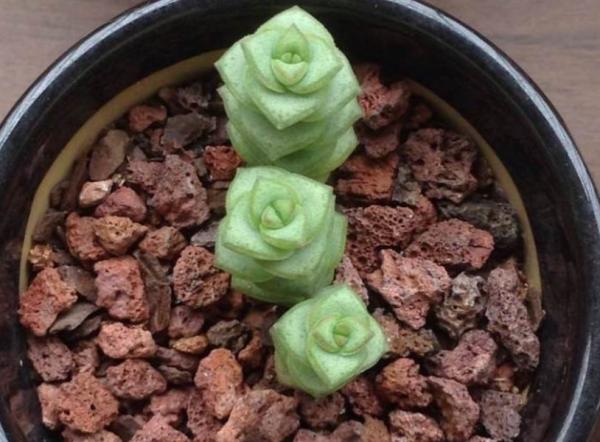 這4款“招財”多肉，家裡再窮都得養，好養活又漂亮