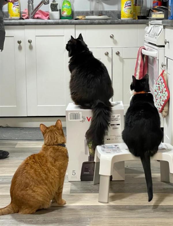 一個盒子引發的“戰爭”！三隻貓輪流搶佔盒子“站崗”，已經對峙三週……