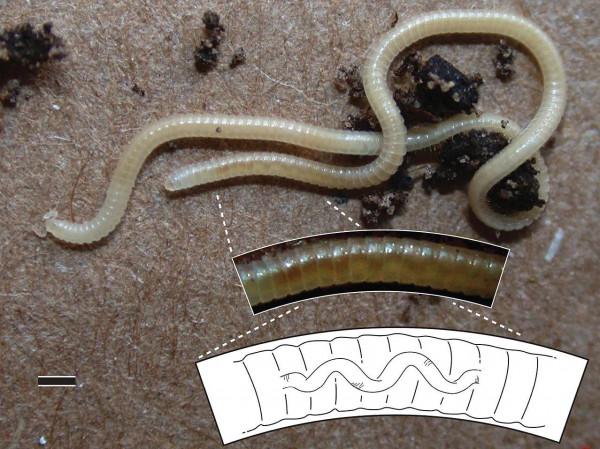 腳腳最多的動物 腳腳最多的動物