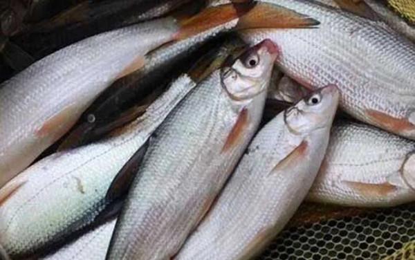 釣黃尾魚用什麼打窩好? 釣黃尾魚用什麼打窩好?