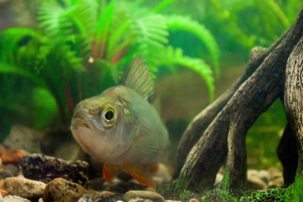 春釣淺灘易炸窩，新手容易犯錯，看看老釣友是如何處理的