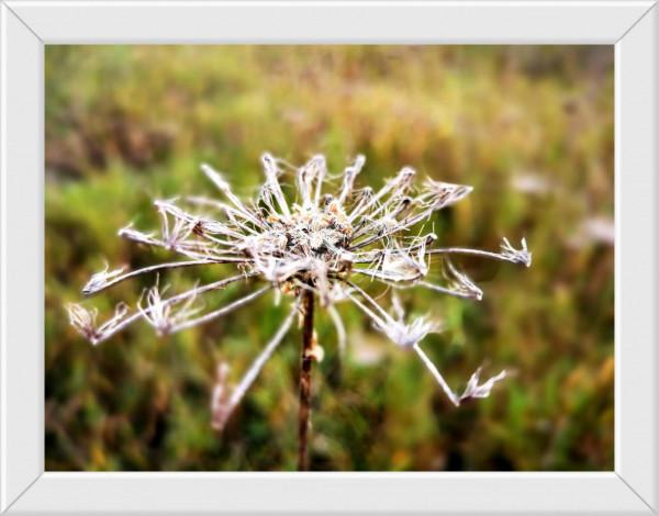 打油“詩”：《生命》