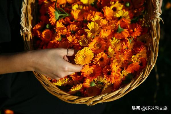 金盞花伴隨印度人每個重要時刻