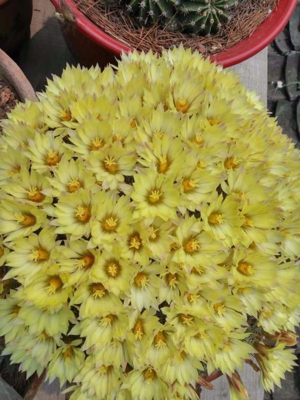 渾身帶刺的仙人掌花,沒想到還是個“花姑娘”,花朵顏值堪比荷花 渾身帶刺的仙人掌花,沒想到還是個“花姑娘”,花朵顏值堪比荷花