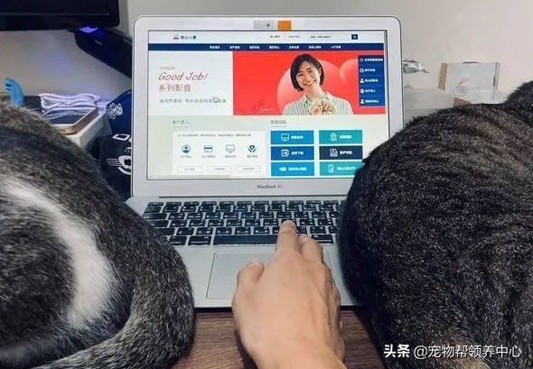 工作時被貓咪包圍,夾縫中生存,網友打趣:摸到電腦就不錯了 工作時被貓咪包圍,夾縫中生存,網友打趣:摸到電腦就不錯了