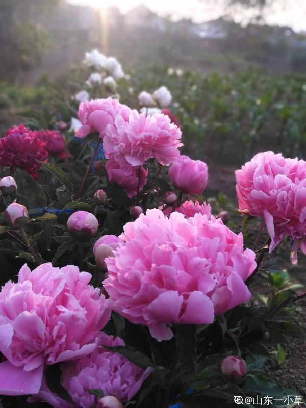 4種北方植物,養養就爆盆,在南方反而養不好 4種北方植物,養養就爆盆,在南方反而養不好