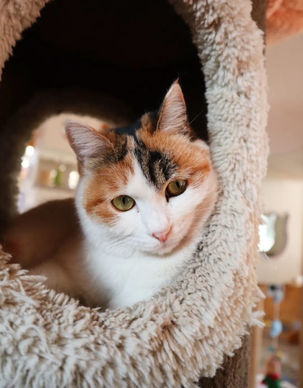 小貓咪的名字真的不能亂起