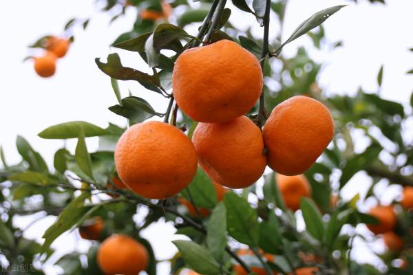柑橘年年豐產，別忽略這幾點！做到位，果子滿一樹，個個飽滿好看