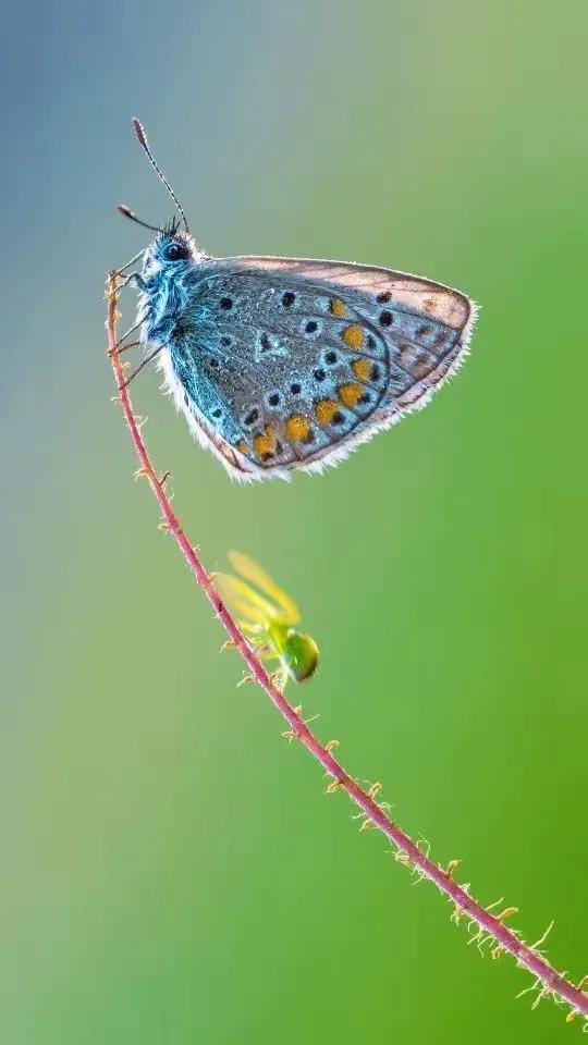 精美絕倫的•蝴蝶.到底有什麼寓意呢？五彩斑斕,靈動飄逸,太美了!