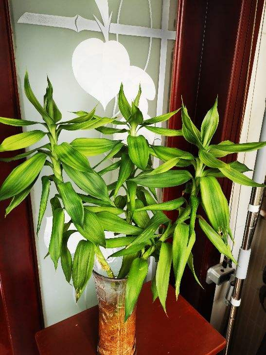 家裡種4種竹，貴氣不俗氣，日子節節攀升