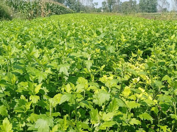 安徽皖北菊花成為致富“軟黃金” 安徽皖北菊花成為致富“軟黃金”