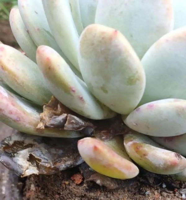 注意!花盆要是太深,養花要注意,很容易爛根 注意!花盆要是太深,養花要注意,很容易爛根